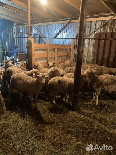 Ягнята на мясо-забой халяль