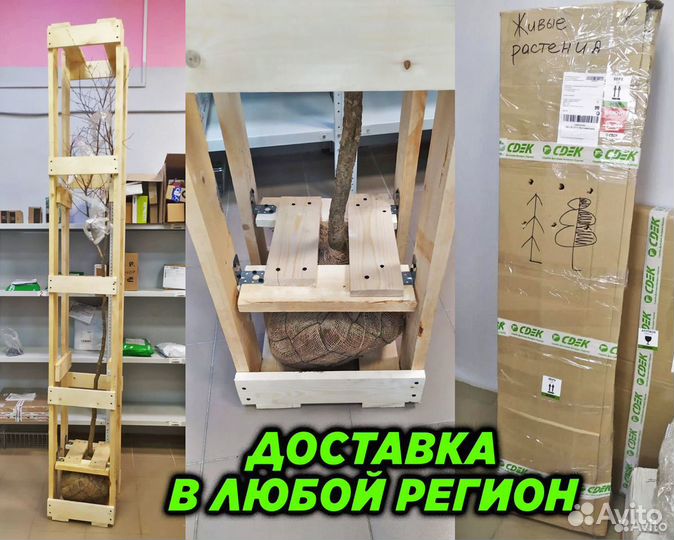 Семена газона 5 кг