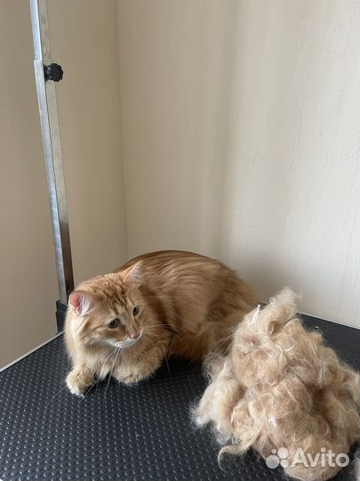 Груминг. выезд на дом