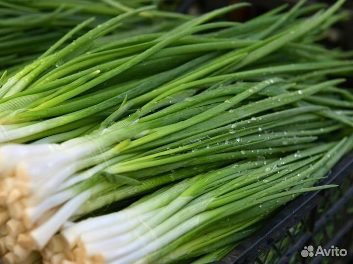 Лук на перо Штудгарт