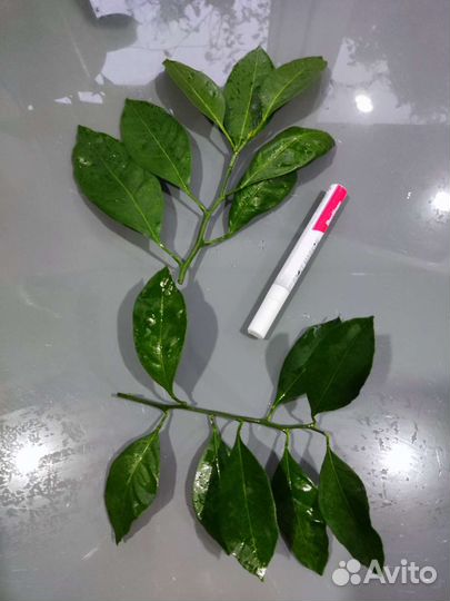 Мандарин Ковано Васе срез