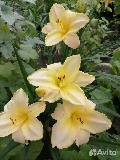 Цветы многолетники