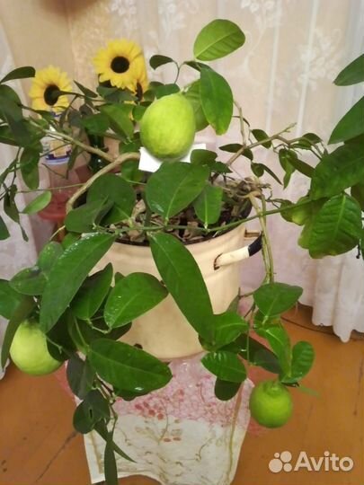 Лимонное дерево с плодами