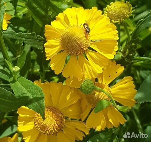 Гелениум осенний Хелена Голд