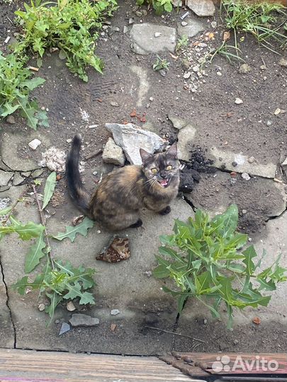 Кошка в дар бесплатно