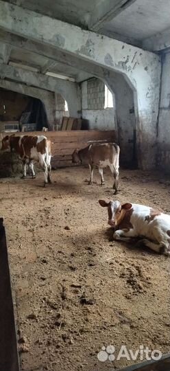 Бычки и телята