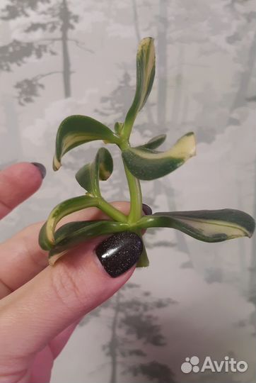 Крассула Pubescens/Return/sedum