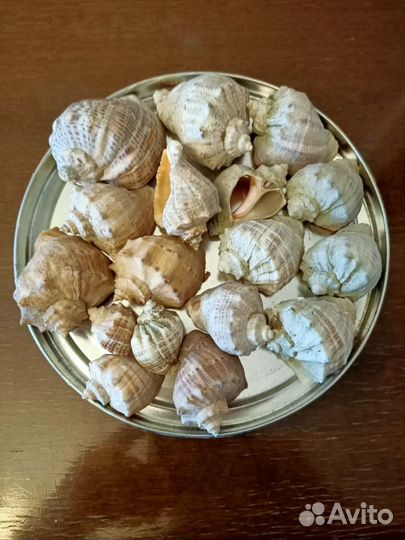 Рапаны, ракушки, створки моллюсков