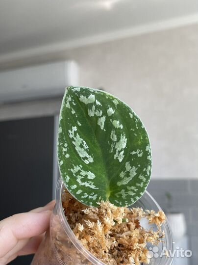 Сциндапсус Tricolour