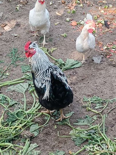 Молодые петушки