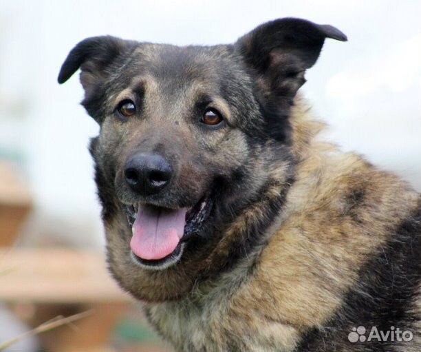 Пёс Ронни в добрые руки