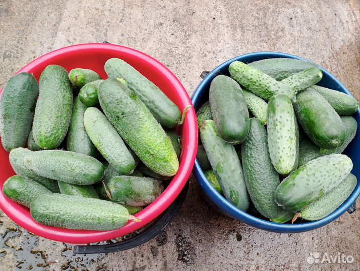 Огурцы свежие