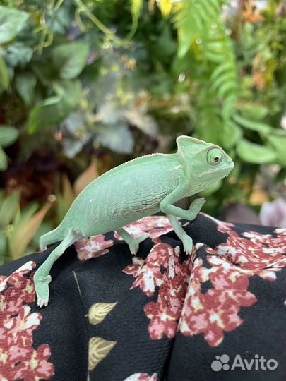 Йеменский хамелеон
