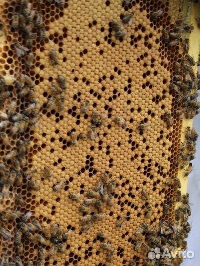 Матки пчелы бакфаст