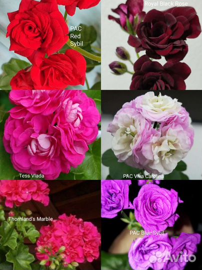 Пеларгония герань королевская сортовые