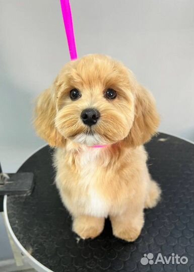 Красивая стрижка собак и кошек, груминг