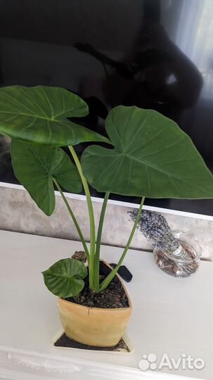 Алоказия Калидора