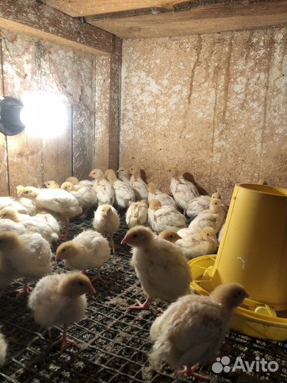 Перепелята