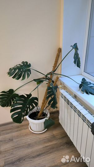 Комнатные цветы манстера