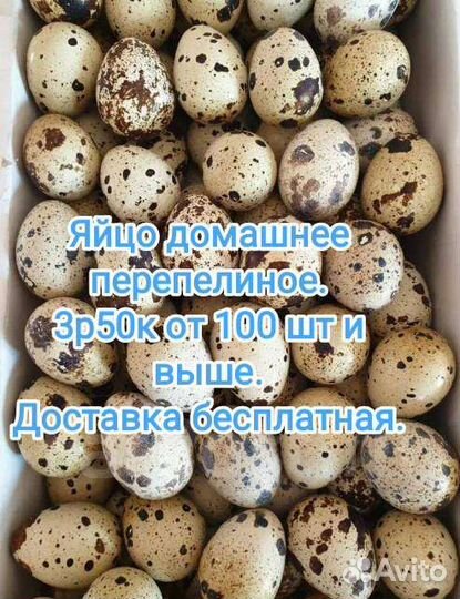 Доставка бесплатная.Яйца перепелиные домашнее
