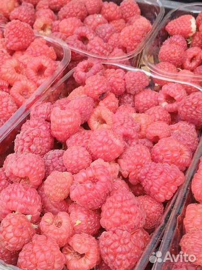 Малина самосбор