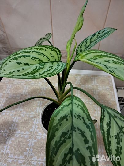 Комнатные растения 1