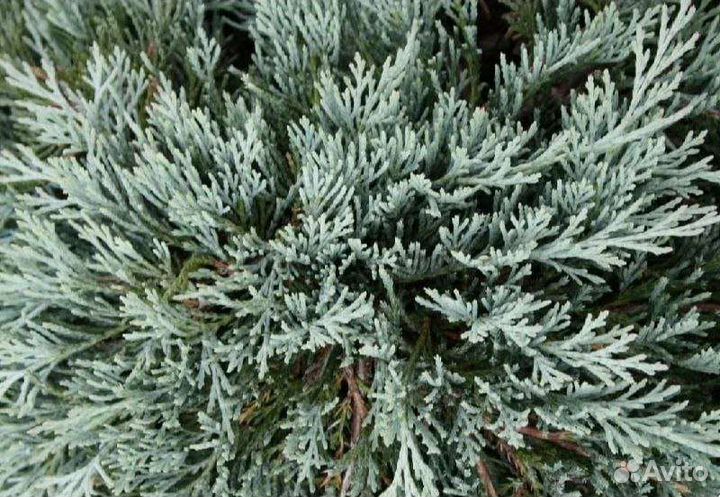 Можжевельник горизонтальный Glacier
