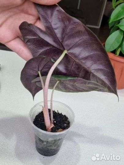 Алоказия пинк дракон