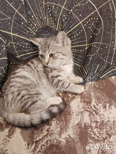 Котенок очень ище дом