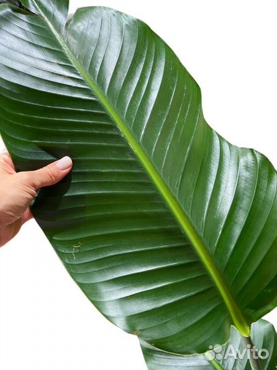 Стрелиция Николая 140 см