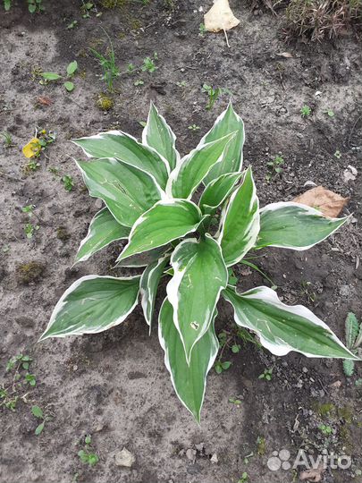 Папоротник садовый и хосты