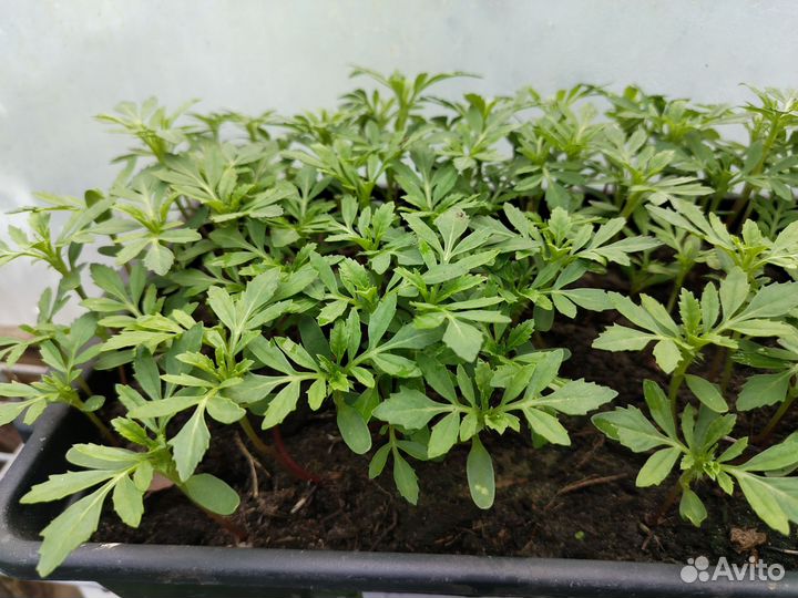 Рассада бархатцы, астры