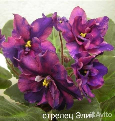 Фиалка стрелец Элит, селекция ле