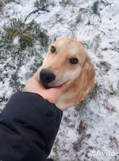 Собака в добрые ручки
