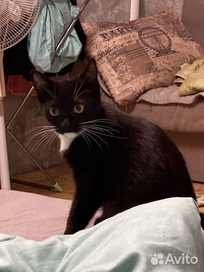 Котенок в добрые руки