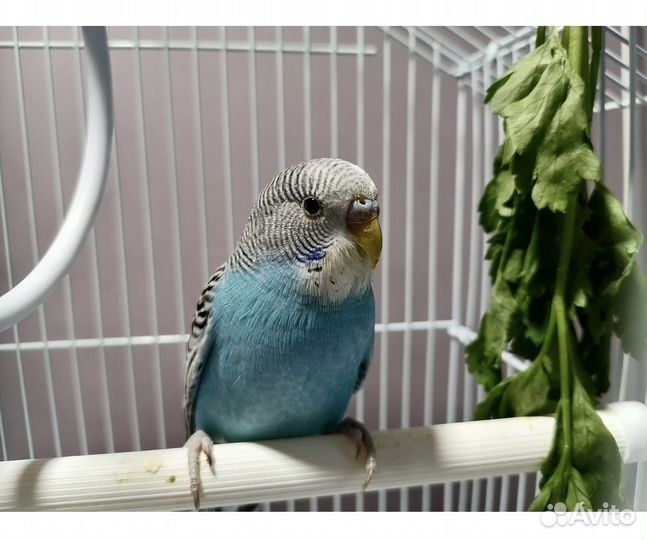 Птенцы волнистый попугай