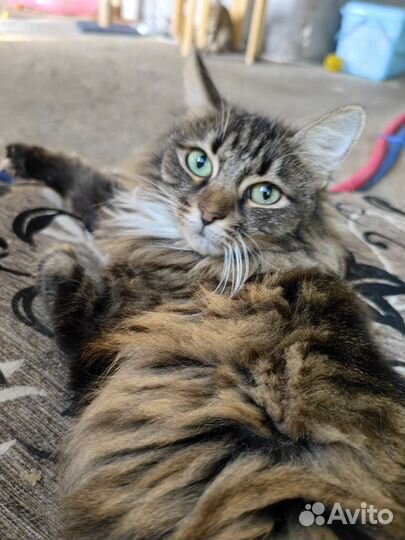 Сибирская кошка бесплатно