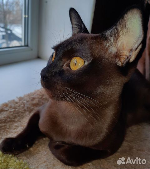 Котята европейской бурмы