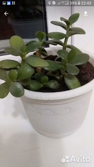 Толстянка Денежное дерево