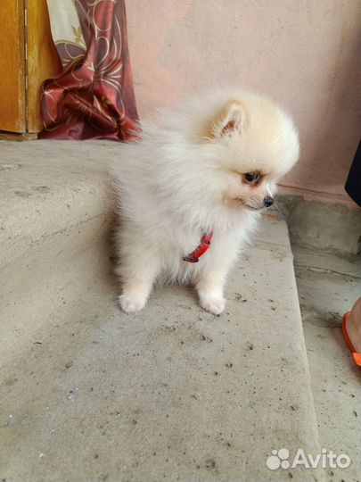 Щенок померанского шпица