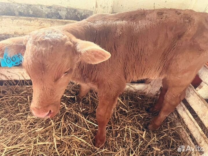 Бычки телки телята бесплатная доставка