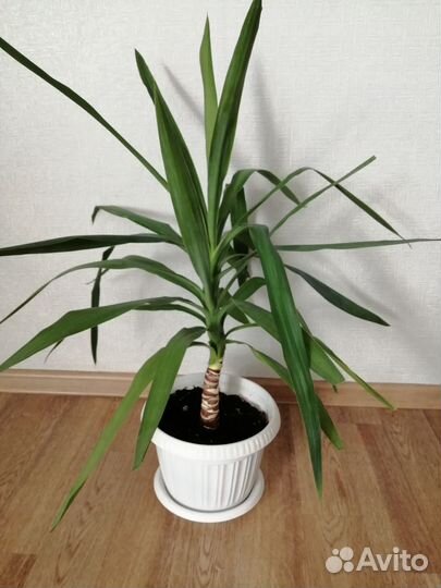 Пальма юкка