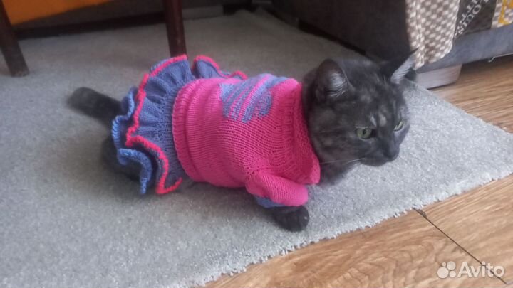 Одежда для маленьких собак