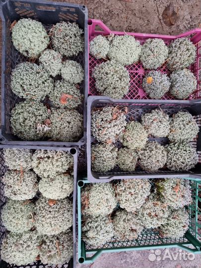 Голубая цетрария, ягель, кладония, пармелия