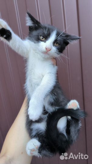 Котенок кот