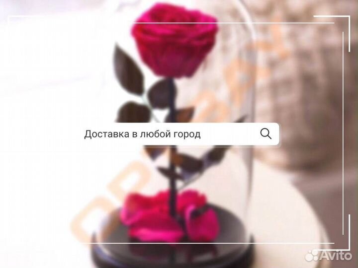 Живая роза в колбе