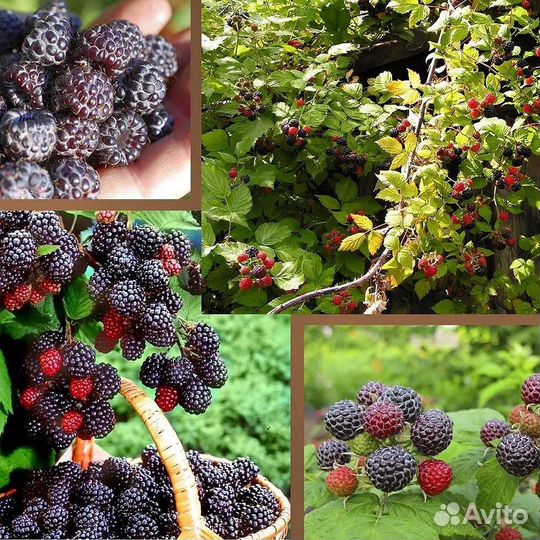 Малина Кумберленд