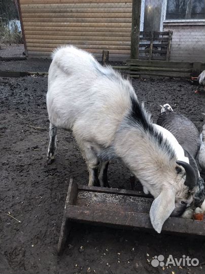 Козел альпийский