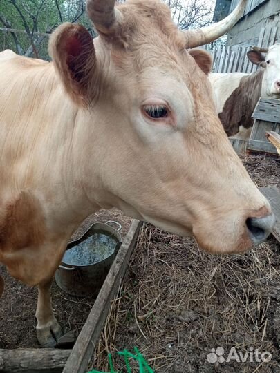 Корова дойная