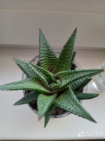 Комнатные растения